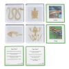 Excellerations® SpeciFun™ 4 Skeleton Specimen Tiles and Cards