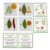 Excellerations® SpeciFun™ 4 Fruit + Vegetable Lifecycle Tiles and Cards