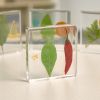Excellerations® SpeciFun™ 4 Fruit + Vegetable Lifecycle Tiles and Cards