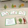 Excellerations® SpeciFun™ 4 Fruit + Vegetable Lifecycle Tiles and Cards