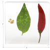 Excellerations® SpeciFun™ 4 Fruit + Vegetable Lifecycle Tiles and Cards