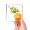 Excellerations® SpeciFun™ 4 Fruit + Vegetable Lifecycle Tiles and Cards