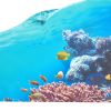 Excellerations® Scenery Station – Coral Reef