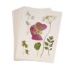 Colorations® Specimen Press Paper – 200-Pack Blotting Sheets