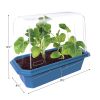 Beefsteak Tomatoes