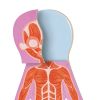 Human Body Magnetic Puzzle - 63pcs