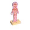 Human Body Magnetic Puzzle - 63pcs