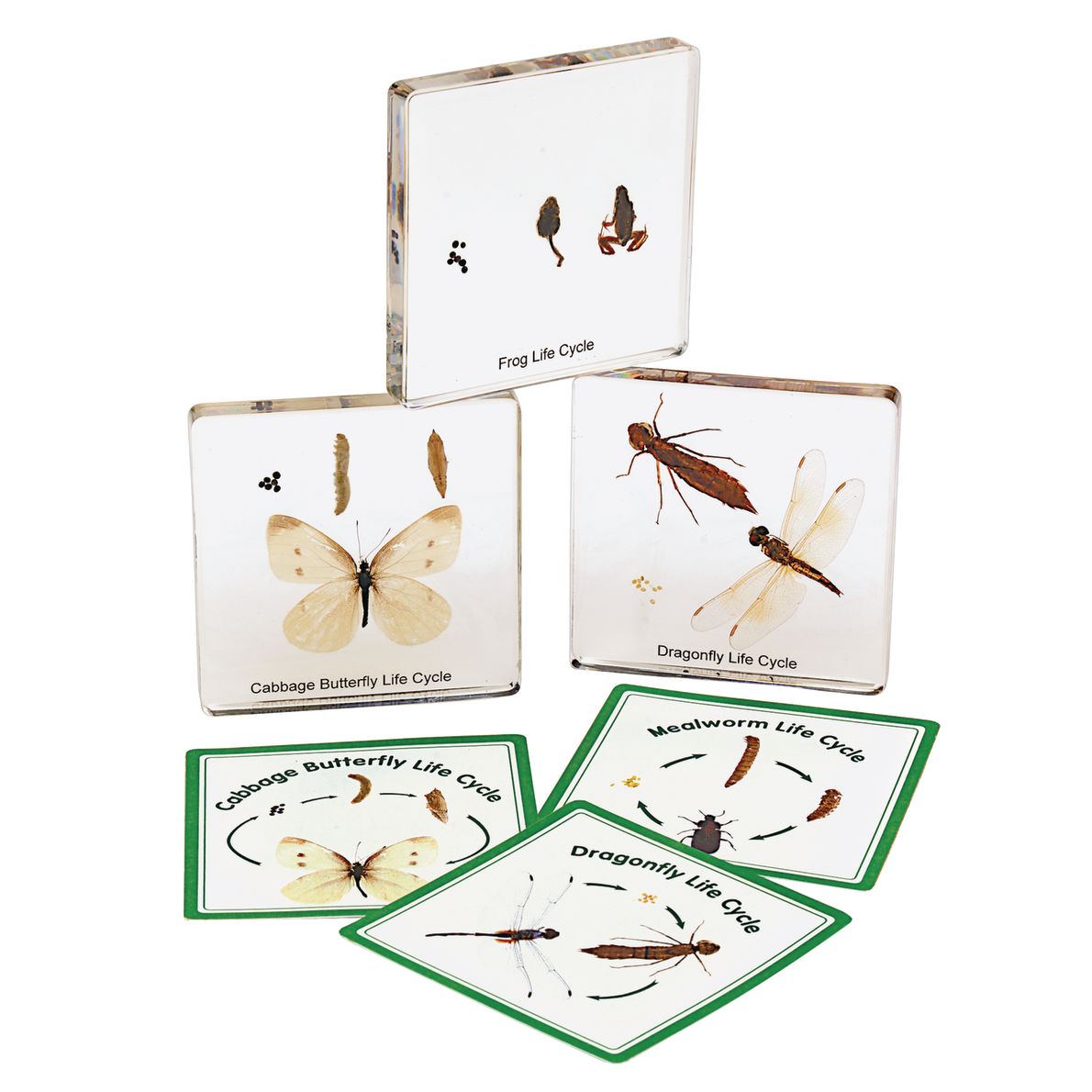 Excellerations Insect Excellerations® Insect Life Cycle Specimens - Set of 5