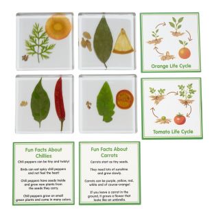 Excellerations® SpeciFun™ 4 Fruit + Vegetable Lifecycle Tiles and Cards