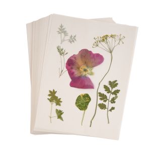 Colorations® Specimen Press Paper – 200-Pack Blotting Sheets