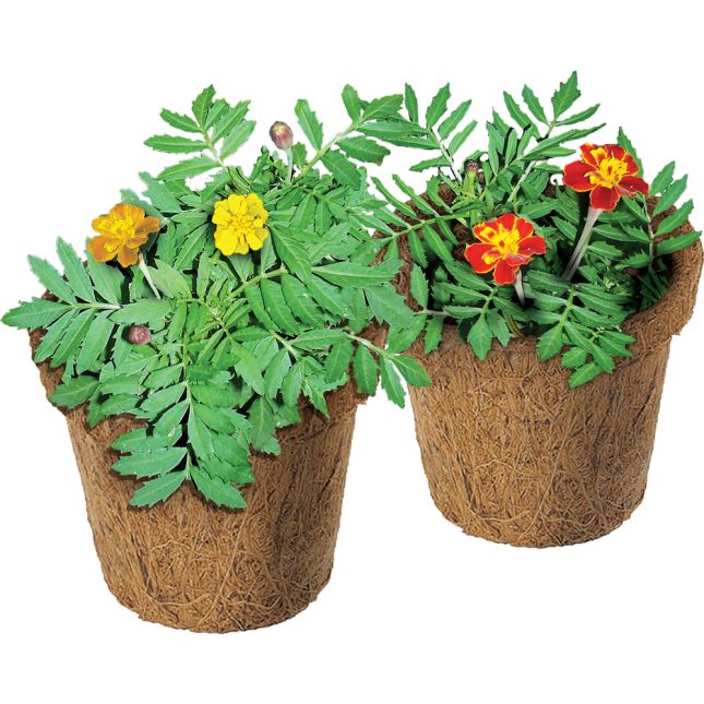 Wonder Soil Classroom Gardening Kit - 30 pots, wonder soil wafers with marigold seeds_1