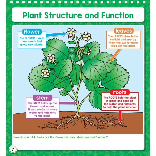 Science Flip Chart  Primary - 1 flip chart