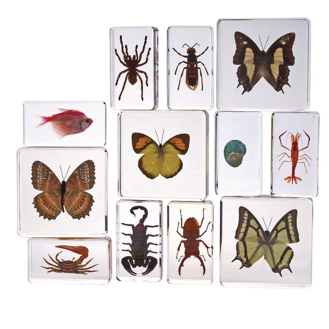Excellerations® Acrylic Specimens Science Collection - Set of 12_0