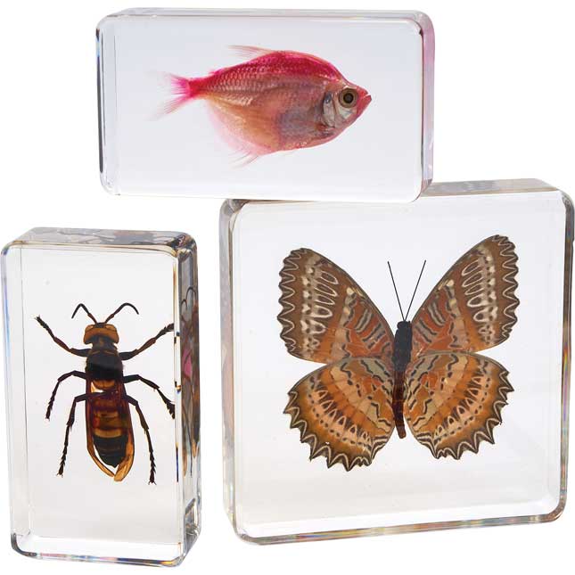 Excellerations® Acrylic Specimens Science Collection - Set of 12_6