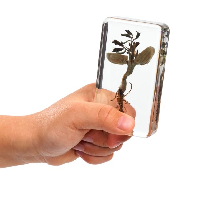 Excellerations® Acrylic Peanut Life Cycle Specimens – Set of 4