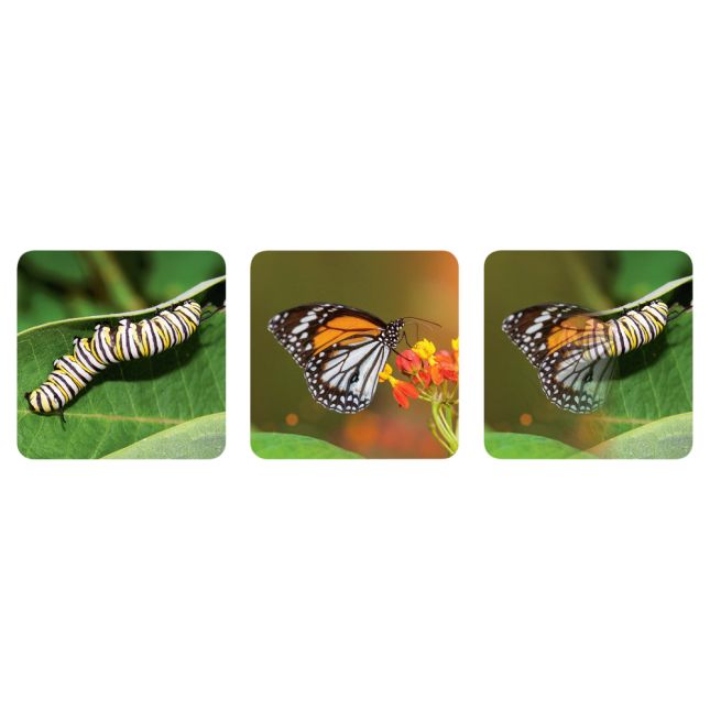 Really Good Stuff® Lenticular Cards- Set of 12