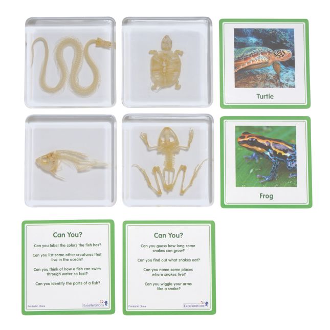 Excellerations® SpeciFun™ 4 Skeleton Specimen Tiles and Cards