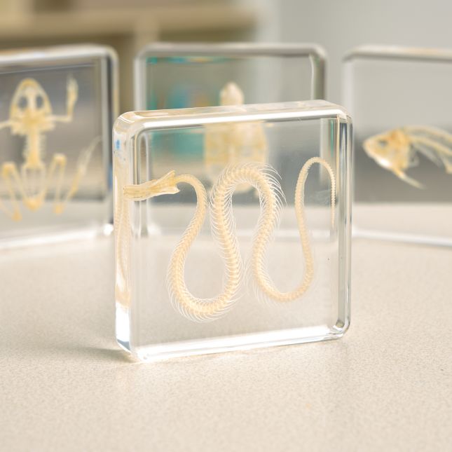 Excellerations® SpeciFun™ 4 Skeleton Specimen Tiles and Cards