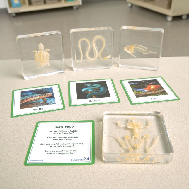 Excellerations® SpeciFun™ 4 Skeleton Specimen Tiles and Cards
