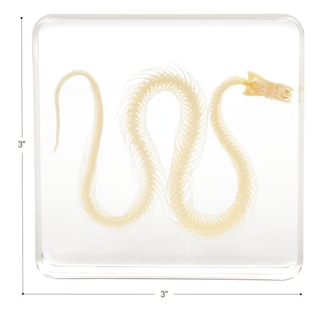 Excellerations® SpeciFun™ 4 Skeleton Specimen Tiles and Cards