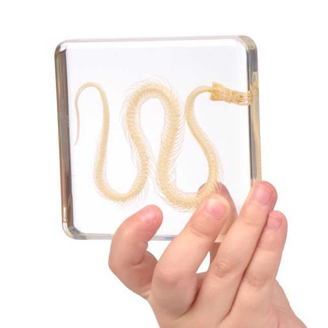 Excellerations® SpeciFun™ 4 Skeleton Specimen Tiles and Cards