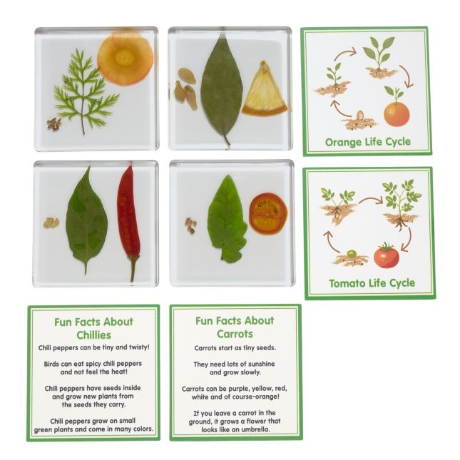 Excellerations® SpeciFun™ 4 Fruit + Vegetable Lifecycle Tiles
