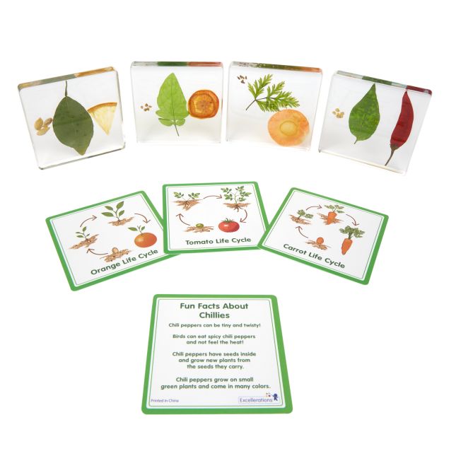 Excellerations® SpeciFun™ 4 Fruit + Vegetable Lifecycle Tiles and Cards