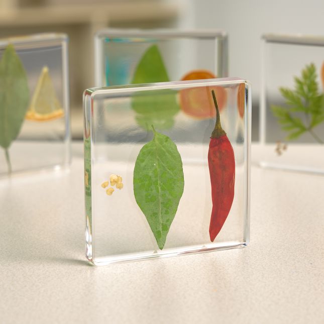 Excellerations® SpeciFun™ 4 Fruit + Vegetable Lifecycle Tiles and Cards
