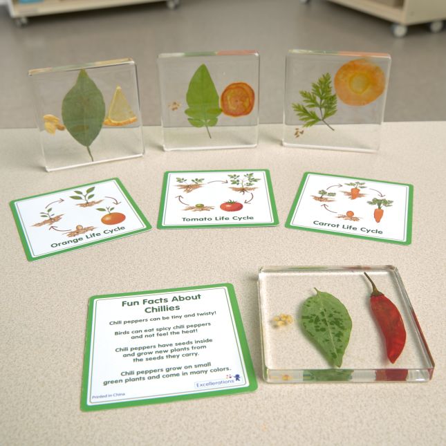 Excellerations® SpeciFun™ 4 Fruit + Vegetable Lifecycle Tiles and Cards