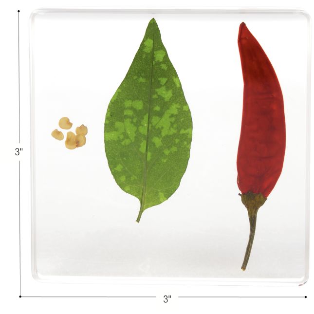 Excellerations® SpeciFun™ 4 Fruit + Vegetable Lifecycle Tiles and Cards