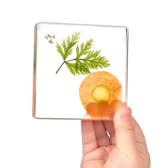 Excellerations® SpeciFun™ 4 Fruit + Vegetable Lifecycle Tiles and Cards