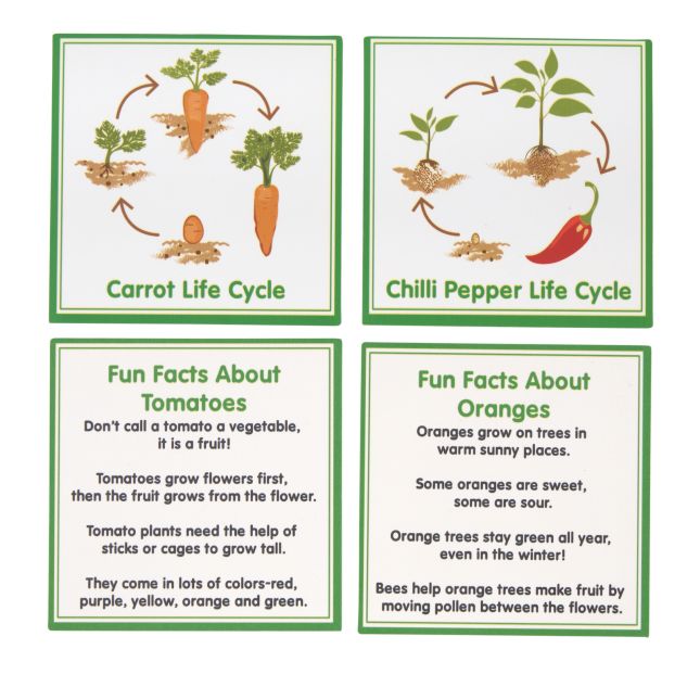 Excellerations® SpeciFun™ 4 Fruit + Vegetable Lifecycle Tiles and Cards