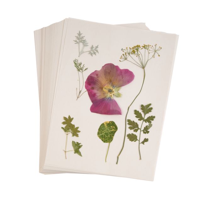 Colorations® Specimen Press Paper – 200-Pack Blotting Sheets