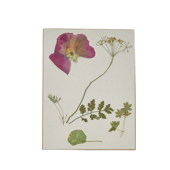Colorations® Specimen Press Kit