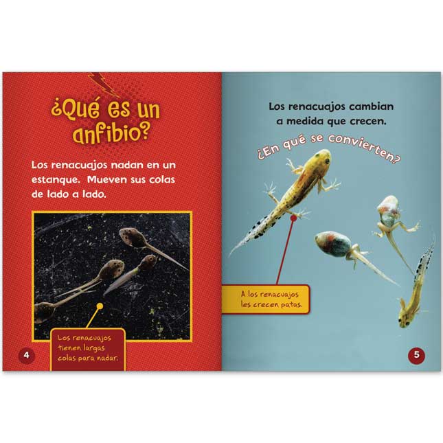 Libros Rayo Conoce Los Grupos De Animales Book Set