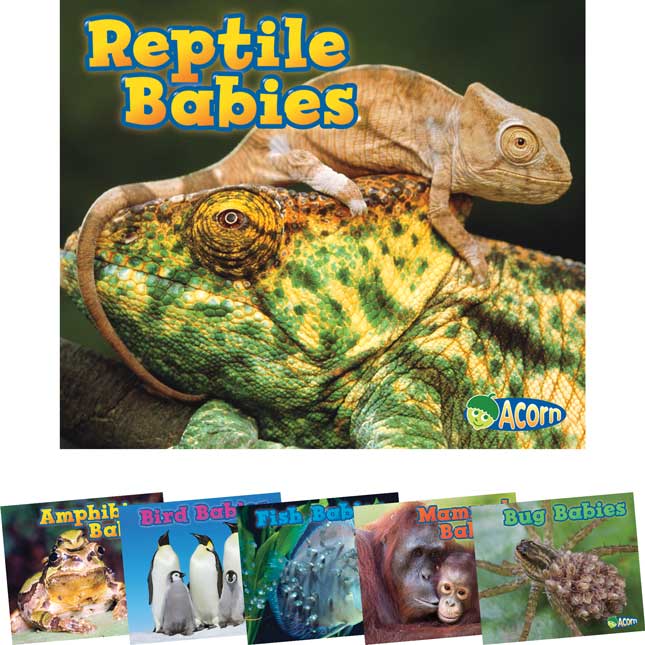 Animal Babies 6-Book Set