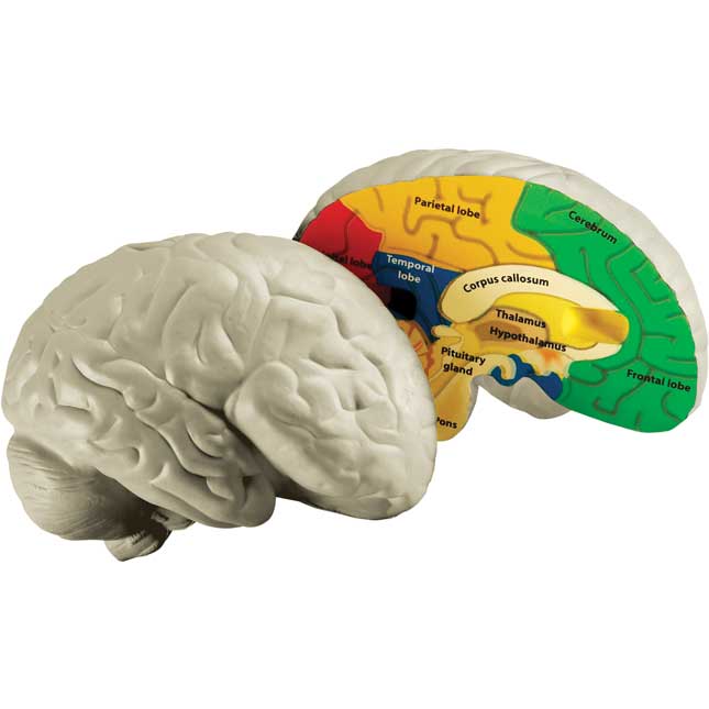 Cross-Section Brain Model