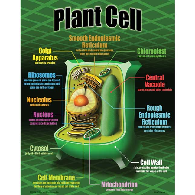 Life Science Poster Set