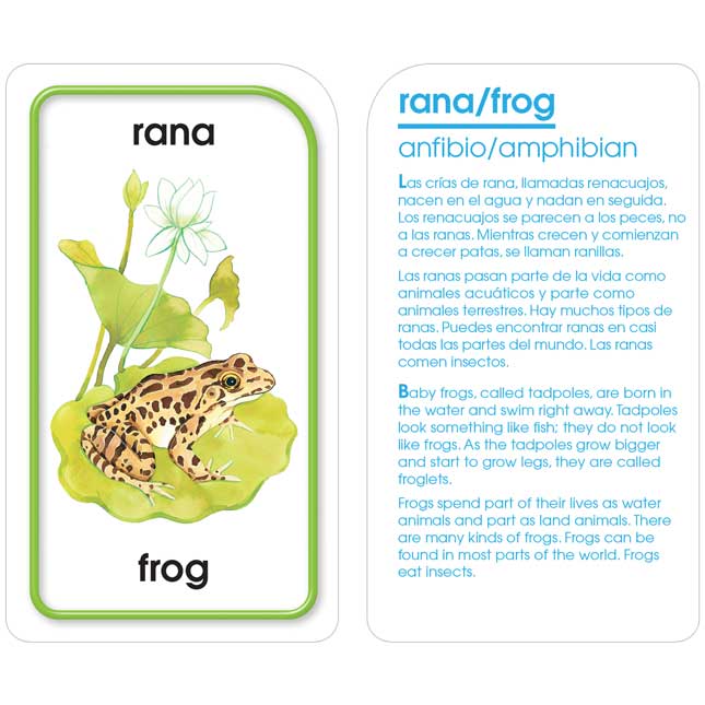 Bilingual Flash Cards Set