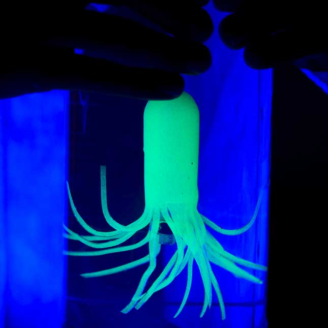 Glow-In-The-Dark Squidy™ - 1 multi-item kit